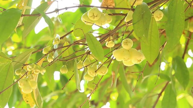 Close up rose apple  fruit , out door  Chiangmai Thailand