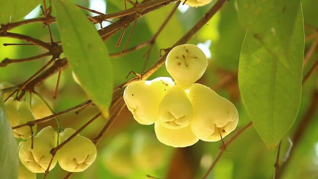 Close up rose apple  fruit , out door  Chiangmai Thailand