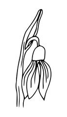 Snowdrop icon line element. Vector illustration of snowdrop icon line isolated on clean background for your web mobile app logo design.