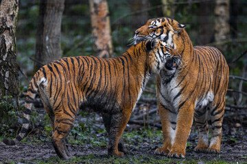 Fototapeta na wymiar Interaction between two tigers in the forest