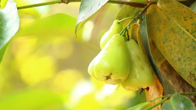 Close up rose apple  fruit , out door  Chiangmai Thailand