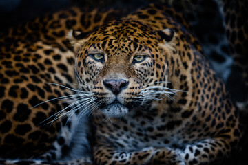 Fototapeta na wymiar Angry leopard in the forest