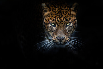 Fototapeta na wymiar Leopard with a black background