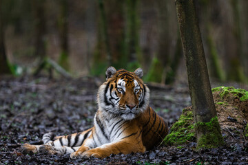 Tiger resting in the forest