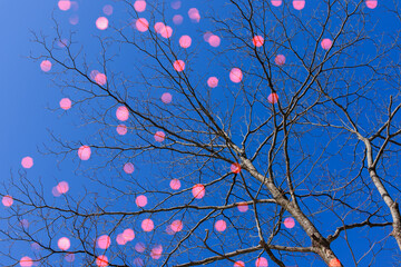 ロマンチックに輝く冬の木立