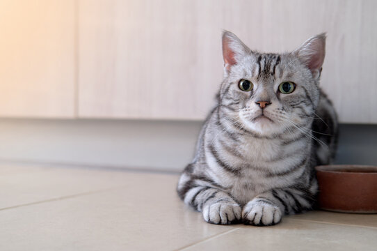 American shorthair male cat tabby classic silver color is looking and lying on the tile floor, Wooden cabinet backdrop with copy space, Lovely pet and Built in furniture modern minimal style.