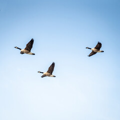 Gans im Flug von unten 