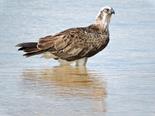 Eastern Osprey