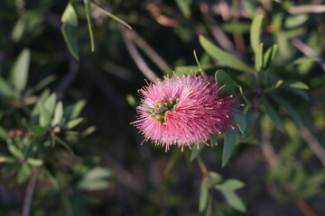 Pink Grevillea