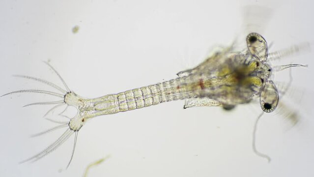 Shrimp larvae under a microscope. Nauplius larva of white shrimp swimming in sae water under microscope, Asia. Microscopic, Macro, Biology, Laboratory, Video.