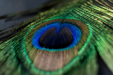 Naklejka premium colourful peacock feature 
