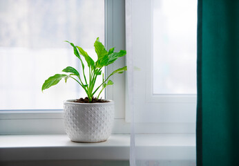 Home plant spathiphyllum in a pot on the windowsill. Place for text