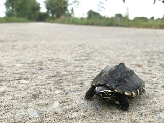 Snail-eating turtles on concrete road.