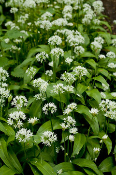 Wild garlic -  Allium Ursinum called ramsons, wild cowleek, cowlic, buckrams, bear leek growing in the woods in united Kingdom.
