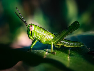 grasshopper green meadow, unfocus with blur backround, bokeh backround.