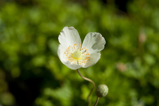 Anemonoides sylvestris  - Anemone sylvestris snowdrop anemone or windflower - perennial white blooming plant.