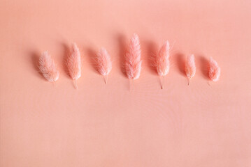 Spikelets of dried hare’s-tail grass on peach pink color background. Minimalistic monochrome concept. Flatlay, copy space