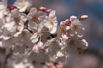 薄いピンクの桜の花のクローズアップ
