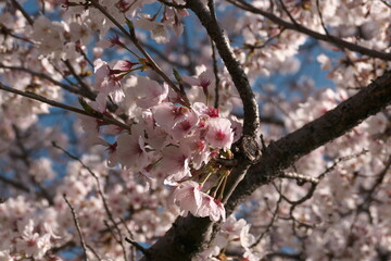 薄いピンクの桜の花のクローズアップ
