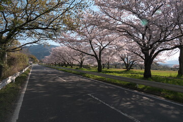 満開の桜並木の道路
