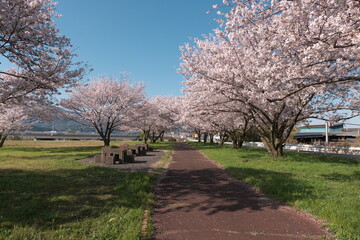 公園の桜並木と雲の無い青空
