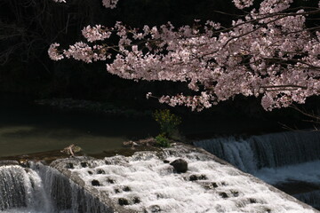 河にかぶさるように張り出している桜の木
