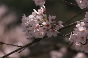 薄いピンクの桜の花のクローズアップ
