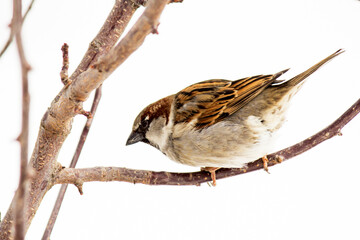 A beautiful sparrow on a tree branch so close