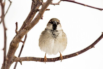 A beautiful sparrow on a tree branch so close