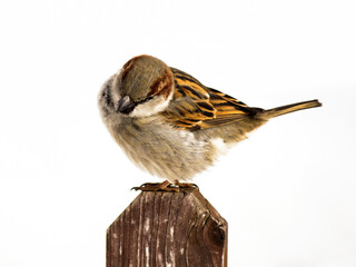 A beautiful sparrow on a tree branch so close