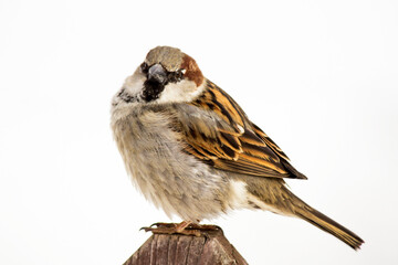 A beautiful sparrow on a tree branch so close