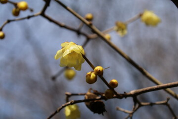 まだ寒さの残る早春に咲く蠟梅（ろうばい）