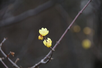 まだ寒さの残る早春に咲く蠟梅（ろうばい）