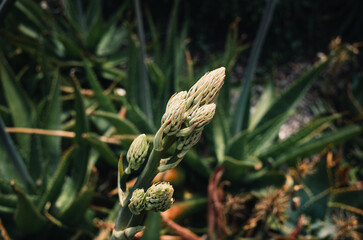 Plants in the garden