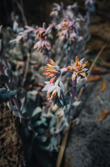 Echeveria