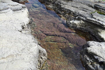 岩の海の池小魚が泳ぐ