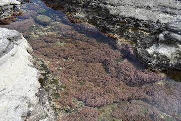 岩の海の池小魚が泳ぐ