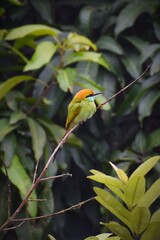 green bee eater