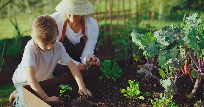 Helping grandma in the garden, grandmother teaching young grandson how to plant vegetables in the garden
