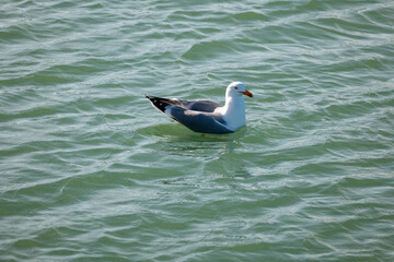 seagull on the sea