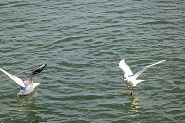 Fototapeta na wymiar seagull on the water
