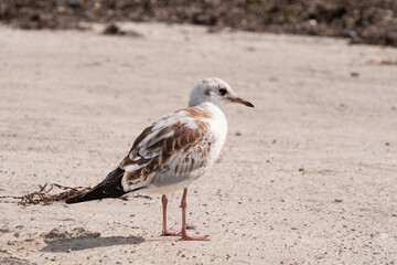brown Seagull standing on the beach