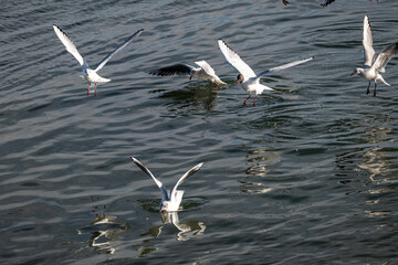 seagulls in flight