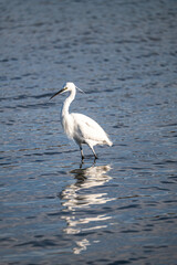 egret with legs in water