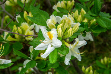 white and yellow flowers (Rhododendron molle subsp. japonicum)