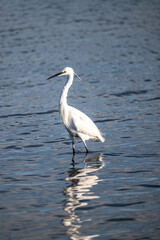 A long-necked white egret with its paws in the water