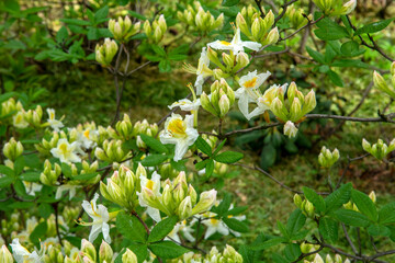 white and yellow flowers (Rhododendron molle subsp. japonicum)