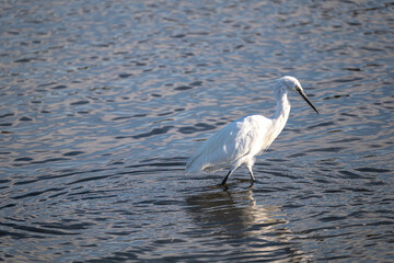 egret