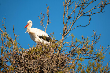 stork in the nest