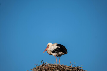 stork in the nest